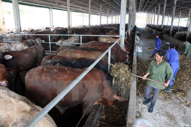 Điều tra, làm rõ nguyên nhân bò chết bất thường ở tỉnh Đắk Lắk ảnh 1