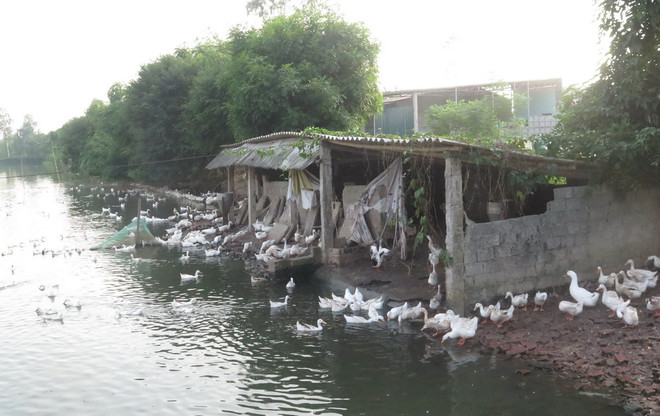 Nam Định chính thức công bố hết dịch cúm gia cầm H5N6 ảnh 1