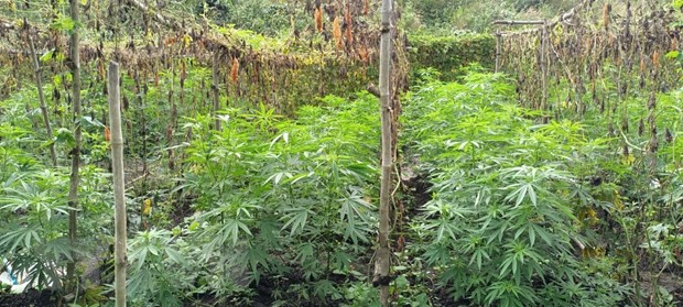 Bắt đối tượng chủ mưu vụ trồng trái phép 2.600 cây cần sa ở Đắk Nông ảnh 1