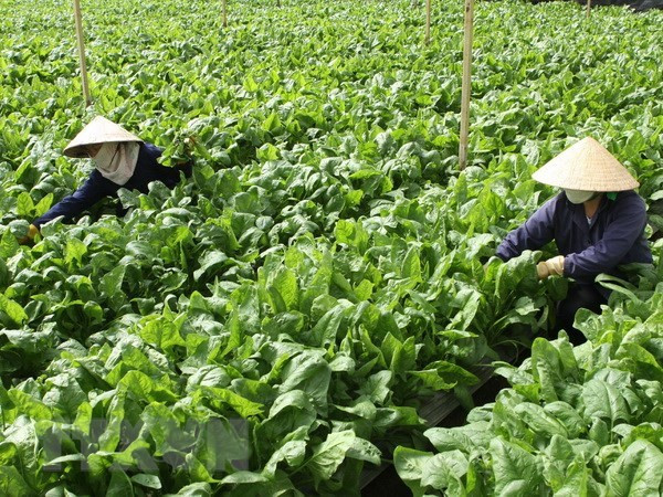 Chăm sóc vườn rau tại Đà Lạt. (Ảnh: Phương Vy/TTXVN) Hoa và rau Đà Lạt tăng giá gấp đôi khi dịch bệnh được kiểm soát ảnh 1