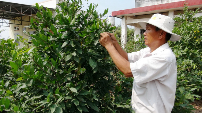 Trồng hoa mai vàng thu lãi hàng trăm triệu đồng vào dịp Tết ảnh 1