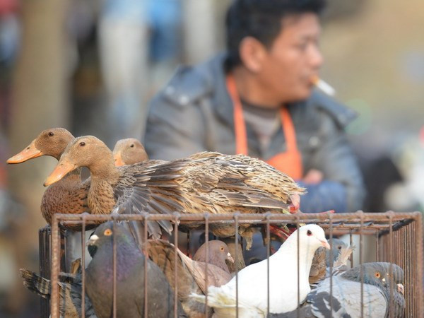 Bán gia cầm rong tại đường phố Thượng Hải, Trung Quốc ngày 8/1. (Nguồn: AFP/TTXVN) Trung Quốc: Cúm gia cầm H7N9 diễn biến phức tạp ảnh 1