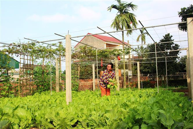 Vườn mẫu của gia đình bà Nguyễn Thị Thành (thôn Phú Thượng, xã Cẩm Duệ, huyện Cẩm Xuyên, Hà Tĩnh) được phủ xanh nhờ nguồn giống và phân bón hỗ trợ. (Ảnh: Hoàng Ngà/TTXVN) Mùa Xuân mới của những người dân ở vùng 'rốn lũ' Hà Tĩnh ảnh 2