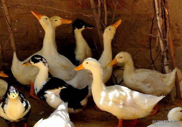 Hàn Quốc ghi nhận thêm trường hợp nhiễm cúm gia cầm H5N8 ảnh 1