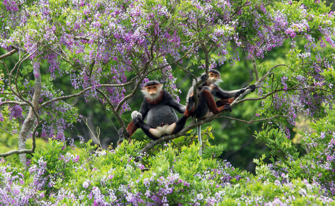 Gia đình Voọc Chà Vá Chân Nâu (Family of Red – Shanked Douc Langurs) - Nguyễn Thị Thu Trang.jpg