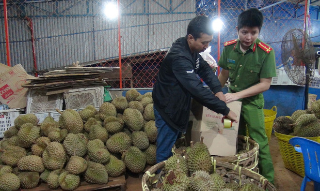 Bắt quả tang một cơ sở ở Gia Lai tẩm hóa chất vào sầu riêng ảnh 1