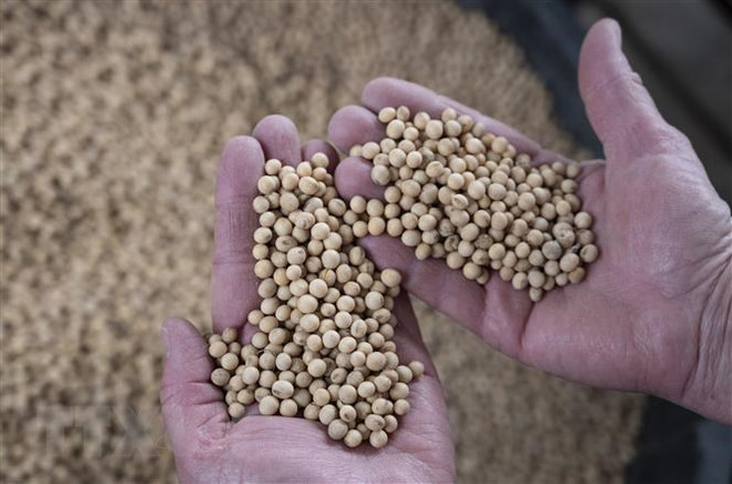 Điểm lại thị trường nông sản tuần qua: Giá tiêu giảm mạnh ảnh 3