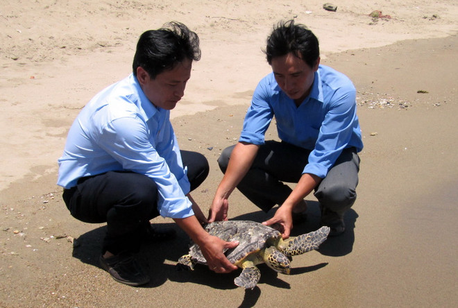 Thả cá thể rùa biển quý hiếm gần 40 năm tuổi về môi trường tự nhiên ảnh 1