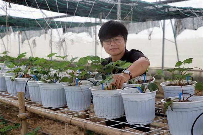 Hải Phòng: 'Cô kế toán' khởi nghiệp từ đam mê nông nghiệp ảnh 2