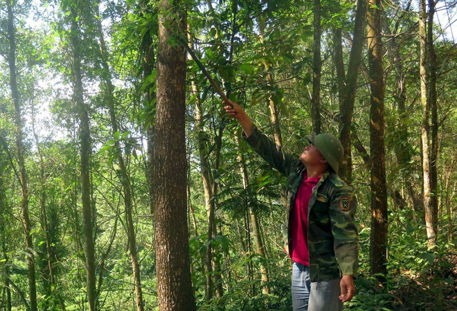 ttxvn_rung trong keo.jpg