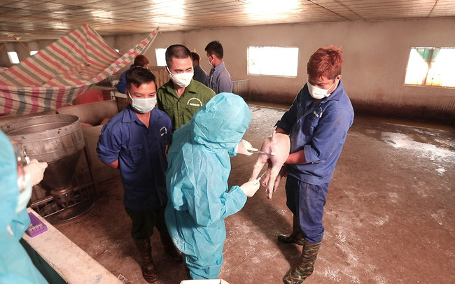 Dabaco thử nghiệm thành công vaccine dịch tả lợn châu Phi ảnh 1