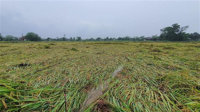 3.000ha lúa bị rạp đổ, người dân Quảng Trị đứng trước nguy cơ mất mùa ảnh 1