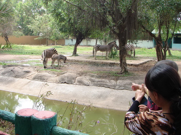 Ngựa vằn châu Phi sinh sản tại Bình Dương đầu năm Ngọ ảnh 1