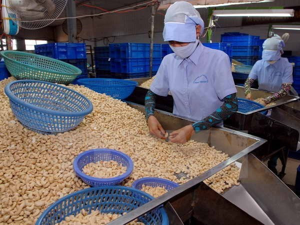 Chế biến hạt điều xuất khẩu. (Nguồn: TTXVN) Vụ 100 container hạt điều: Cùng vào cuộc hỗ trợ doanh nghiệp ảnh 1