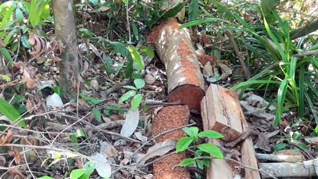 Phát hiện vụ phá rừng tại huyện Kon Plông, Kon Tum ảnh 1