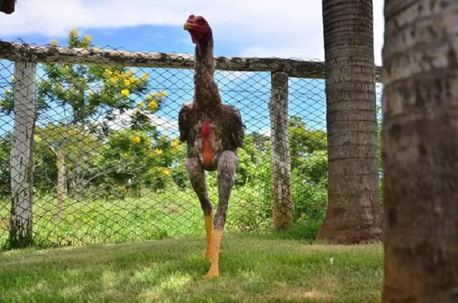 "Choáng" với chú gà trống khổng lồ có chiều cao tới 1,24 mét ảnh 1