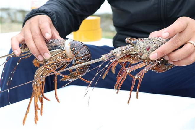 Sau bão số 12, tôm hùm chết hàng loạt khiến người dân điêu đứng ảnh 2