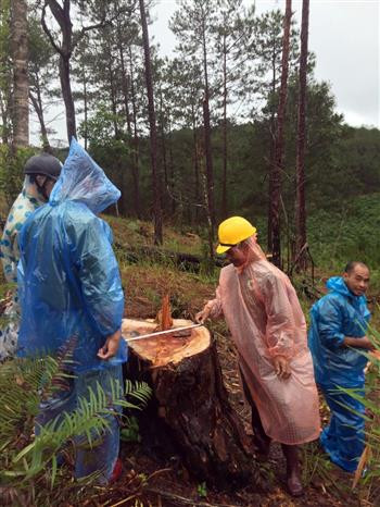 Lâm Đồng: Phát hiện thêm một vụ phá rừng thông nghiêm trọng ở Đam Rông ảnh 2