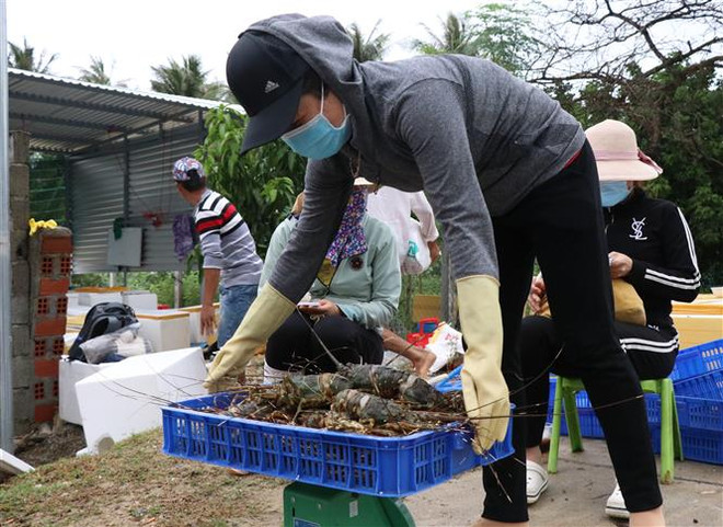 Sau bão số 12, tôm hùm chết hàng loạt khiến người dân điêu đứng ảnh 1