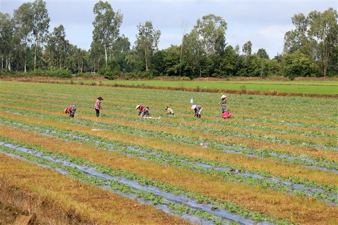 Dịch COVID-19: Kiên Giang mở rộng vùng xanh an toàn sản xuất ảnh 1
