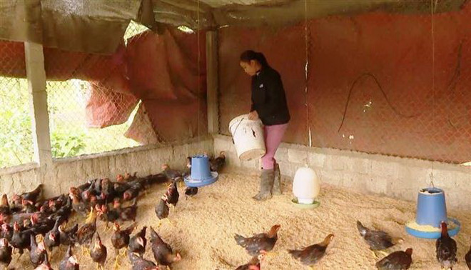 Triển khai giải pháp phòng, chống dịch bệnh gia súc, gia cầm ảnh 1