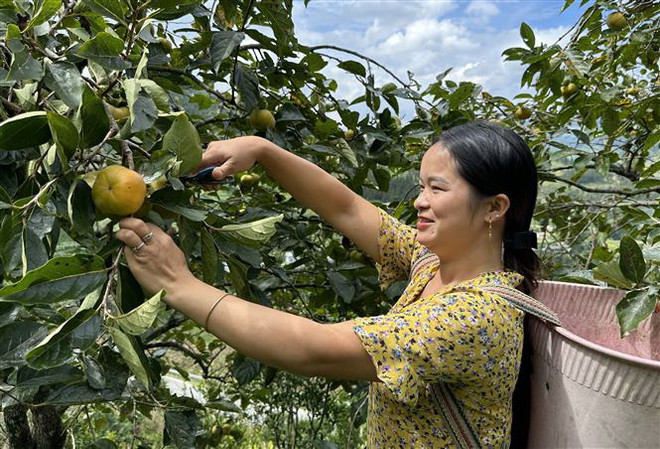 Lào Cai: Hồng giòn không hạt - đặc sản mới của huyện Mường Khương ảnh 2