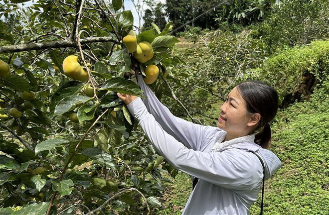 Lào Cai: Hồng giòn không hạt - đặc sản mới của huyện Mường Khương ảnh 3