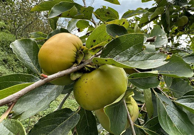 Lào Cai: Hồng giòn không hạt - đặc sản mới của huyện Mường Khương ảnh 1