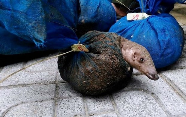 Tang vật một vụ buôn bán động vật hoang dã. (Ảnh minh họa. Nguồn: TTXVN) Giải cứu và tịch thu hơn 1.130 cá thể động vật hoang dã trong năm 2020 ảnh 1