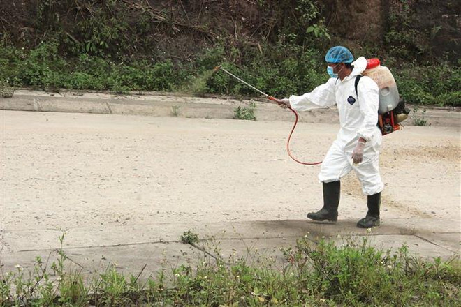 Dịch tả lợn châu Phi xuất hiện, người chăn nuôi liên tục giảm đàn ảnh 1