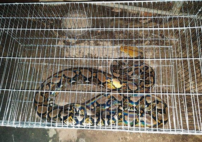 Quảng Bình: Người dân giao nộp con trăn gấm quý hiếm nặng 20kg ảnh 1