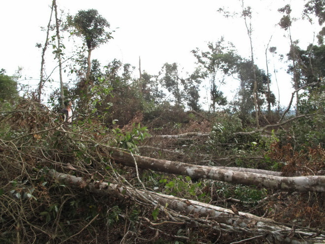 Kỷ luật hai cán bộ kiểm lâm để xảy ra tình trạng phá rừng nguyên sinh ảnh 1
