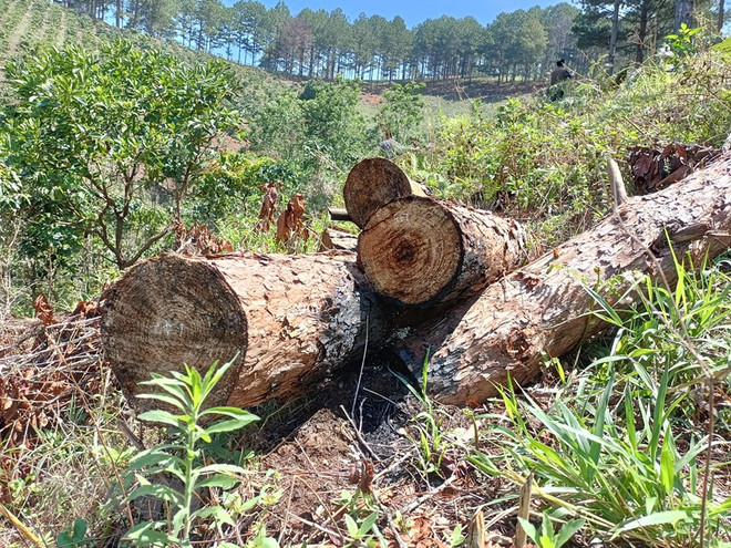 Lâm Đồng: Khẩn trương điều tra vụ triệt hạ gần 2ha rừng thông Đà Lạt ảnh 1