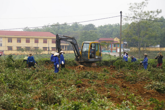 Một nông trường trồng chè. (Nguồn: TTXVN) ttxvn_nong truong.jpg