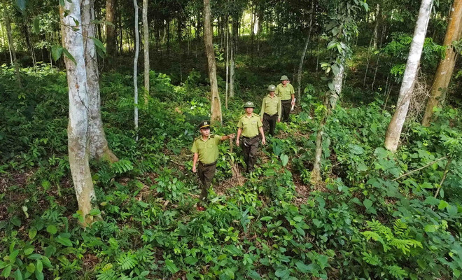 Tuần tra ở khu vực rừng tái sinh. (Ảnh: Vũ Sinh/TTXVN) ttxvn_tuan tra rung.jpg