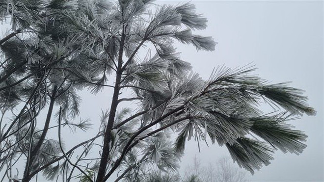 Bắc Bộ rét đậm, vùng núi cao có khả năng xảy ra băng giá và sương muối ảnh 1