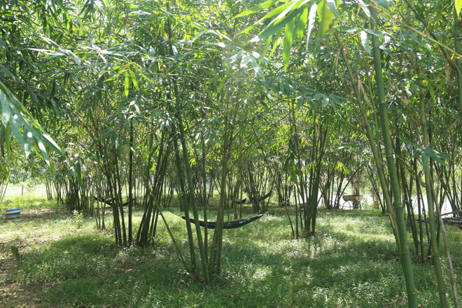 ttxvn_huyen hoa vang.jpg