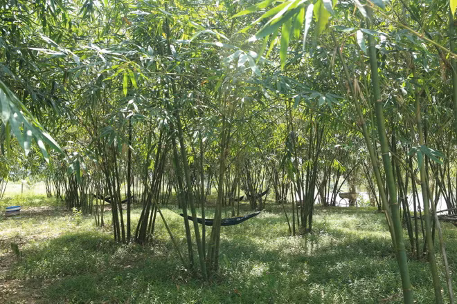 ttxvn_huyen hoa vang.jpg