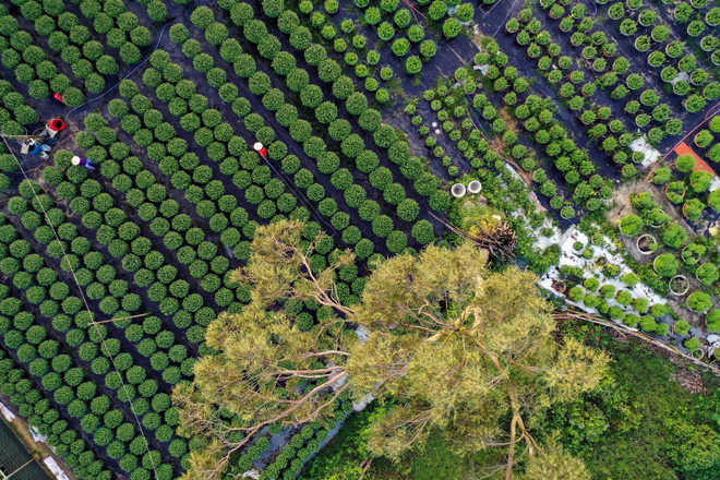 ttxvn_lang hoa hoa vang 1.jpg