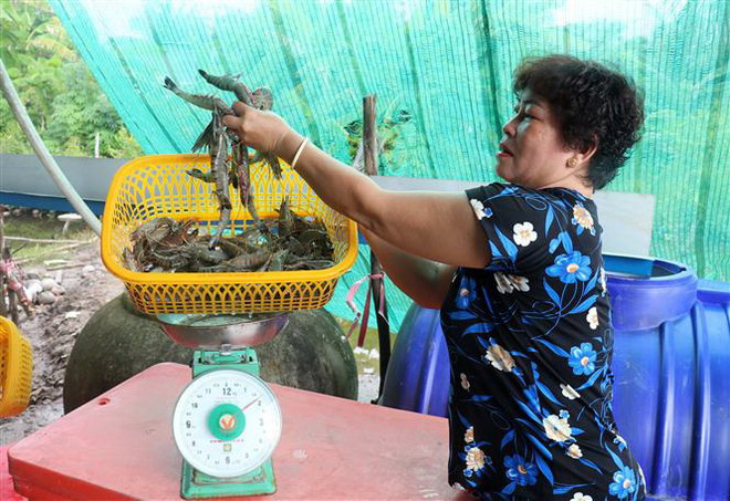 Giá tôm nguyên liệu giảm xuống mức thấp nhất kể từ đầu năm ảnh 1