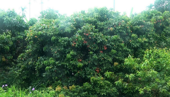 ttxvn_thu hoach vai 2.jpg