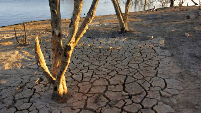 Gần một nửa các loài sinh vật có nguy cơ biến mất hoàn toàn ảnh 1