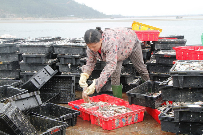 Sau Tết, ngư dân các tỉnh miền Trung trúng đậm cá trích, cá cơm ảnh 1