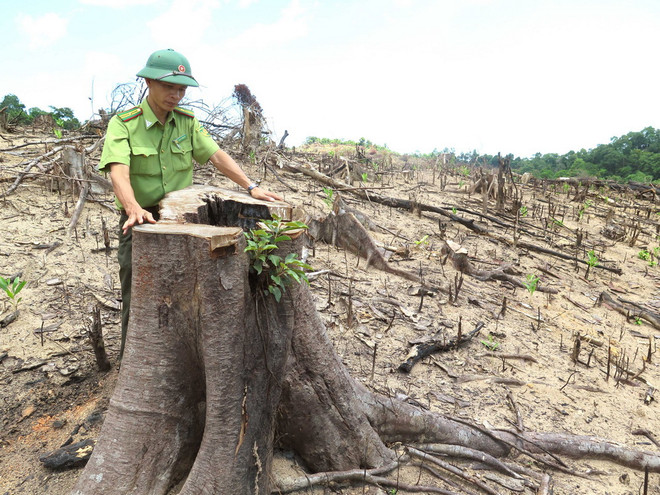 Hoãn phiên tòa xét xử vụ phá rừng quy mô lớn nhất tại Bình Định ảnh 1