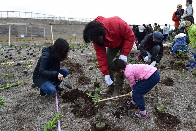 Nhật Bản thúc đẩy dự án trồng rừng ngăn chặn biển xâm thực ảnh 1