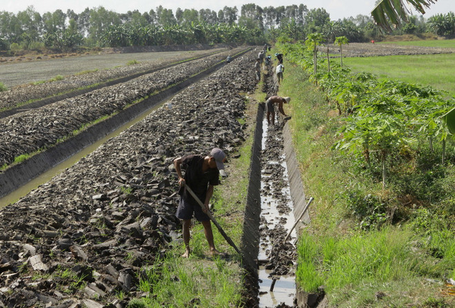 Thời tiết khô hạn, nông dân Cà Mau trúng lớn mùa đậu xanh ảnh 1