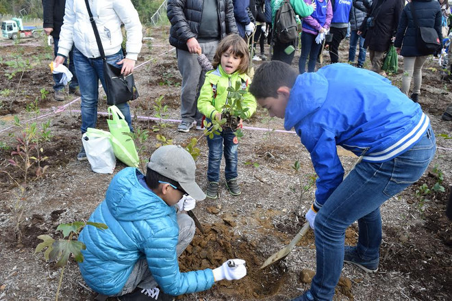 Nhật Bản thúc đẩy dự án trồng rừng ngăn chặn biển xâm thực ảnh 2