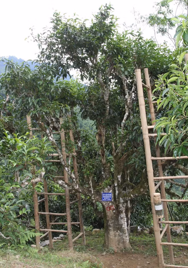 Bảo tồn, nâng cao giá trị cây chè shan tuyết ở Hoàng Su Phì ảnh 1