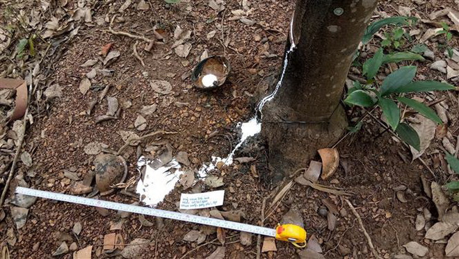 ​Làm rõ vụ chặt phá vườn cao su của người tố cáo nạn phá rừng ảnh 1