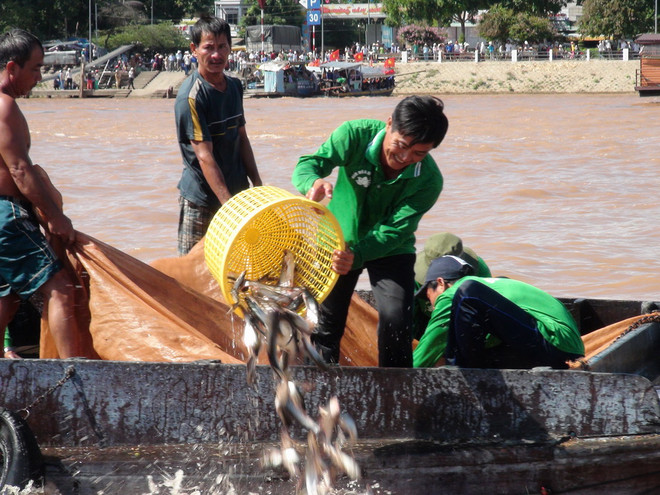 Long An phản hồi thông tin sử dụng phẩm màu cho cá trê vàng ảnh 1